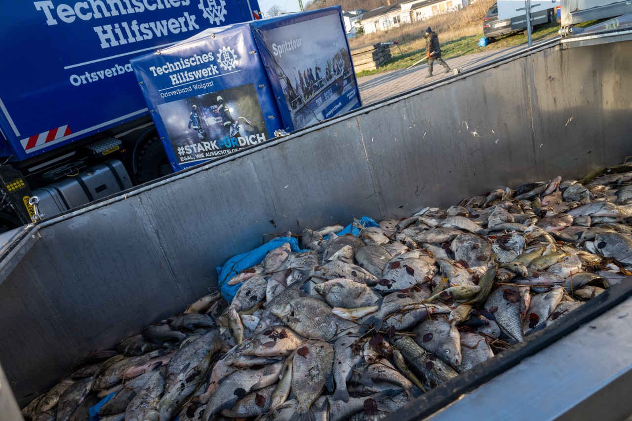 Fast zehn Tonnen an toten Fischen haben unter anderem Helfer des Technischen Hilfswerkes (THW) und des Anglerverbandes am Kleinen und Großen Jasmunder Bodden auf Rügen eingesammelt. 