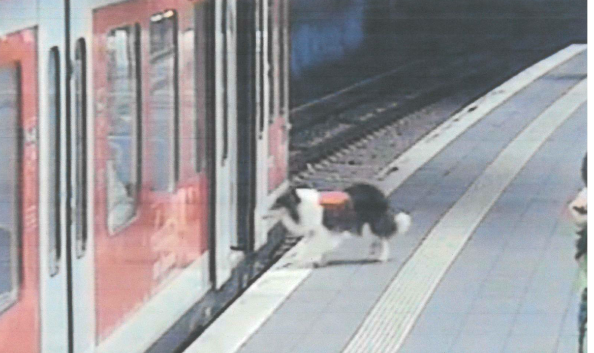 Hamburg: Ein Foto der Videoaufnahme zeigt die Hündin auf ihrem Weg in die S-Bahn. 