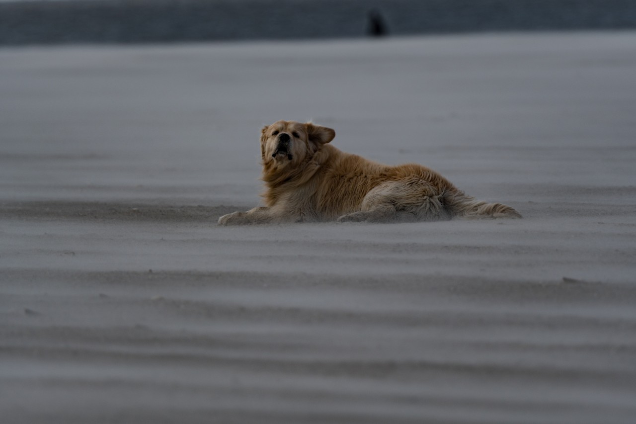 In Sankt Peter-Ording irrte ein Hund tagelang allein an der Nordsee umher (Symbolbild).