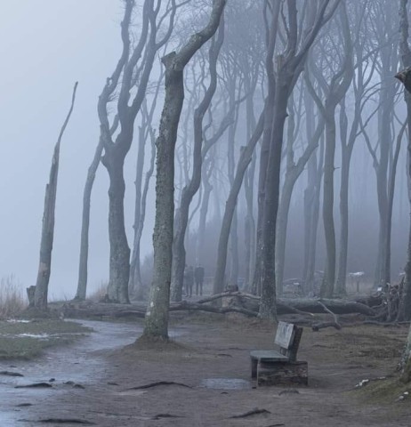 Dieses Bild vom Gespensterwald im Nienhäger Holz sorgt auf Facebook für schaurig schönen Schrecken.