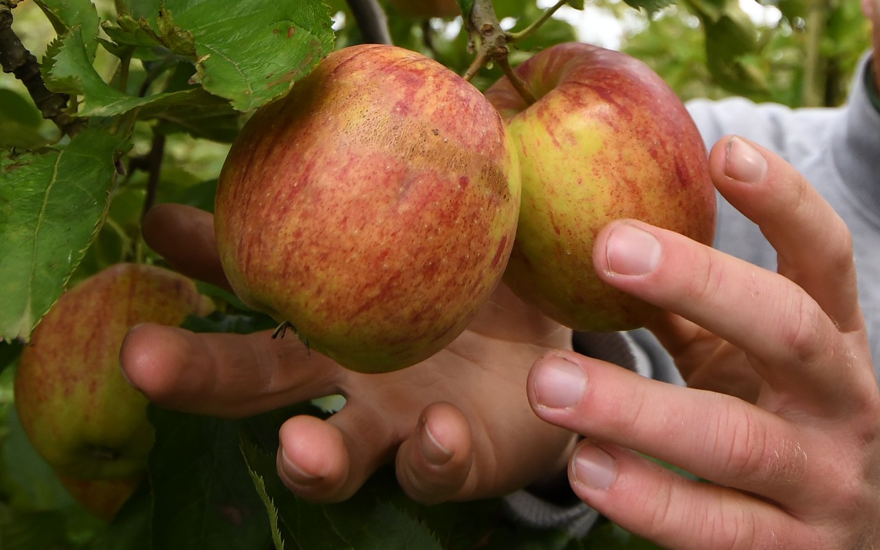 Hamburg: Die Apfelbauern im Alten Land bangen um ihre Ernte.