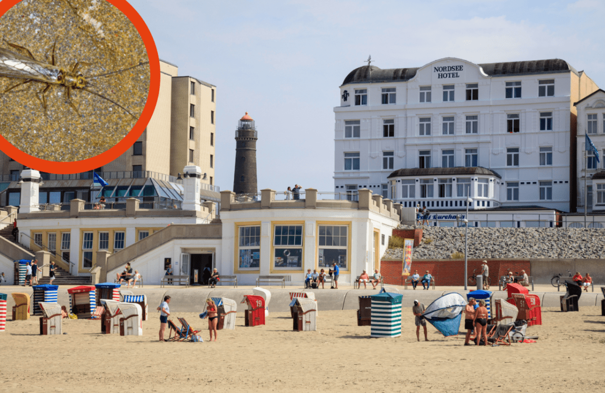 Borkum Ostfriesland Nordsee ostfriesische Insel Watt Fliege Hyadina borkumensis Biologe Uferfliege Leer Biologe