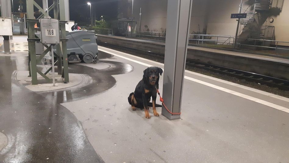 In Bremen sorgte ein verängstigter und bissiger Hund für Aufruhr