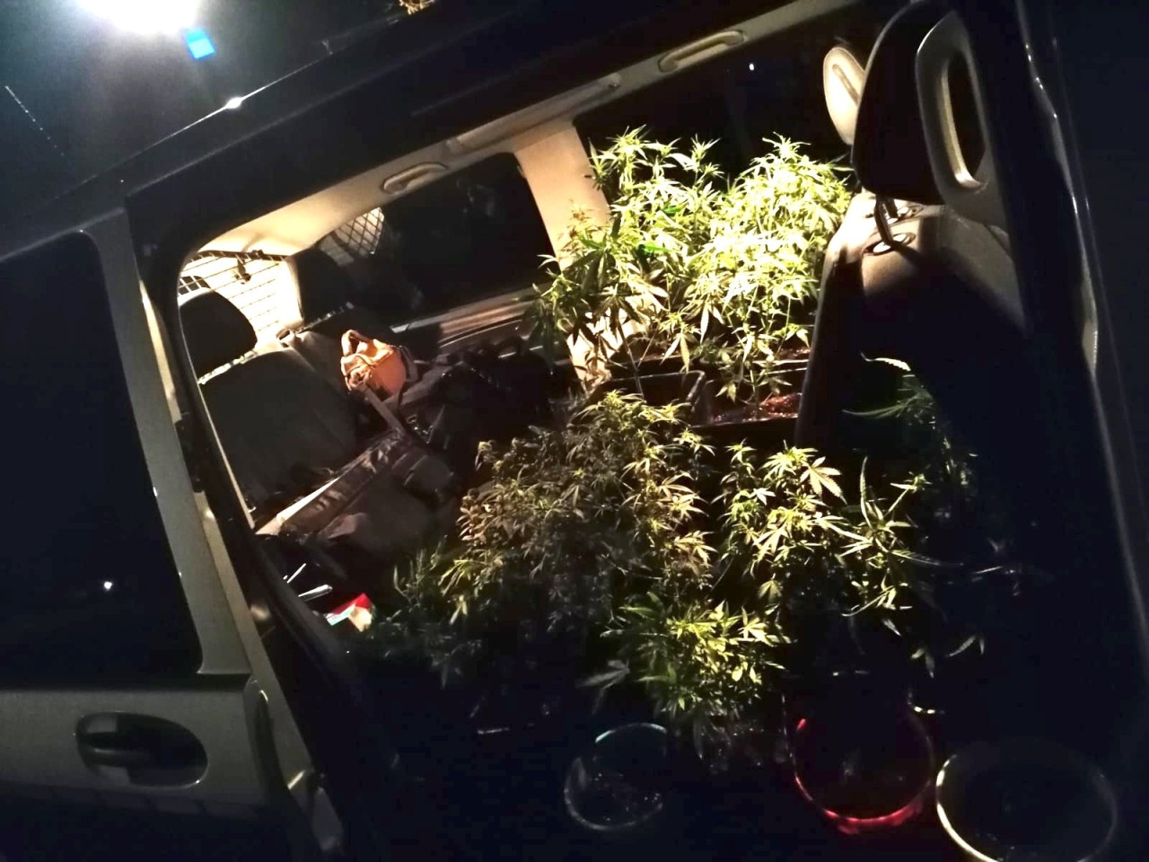 Die Polizisten stellten die Cannabis-Plantagen sicher.