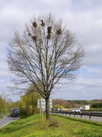Vögel können dieses Jahr besser entlang von Autobahnen brüten.