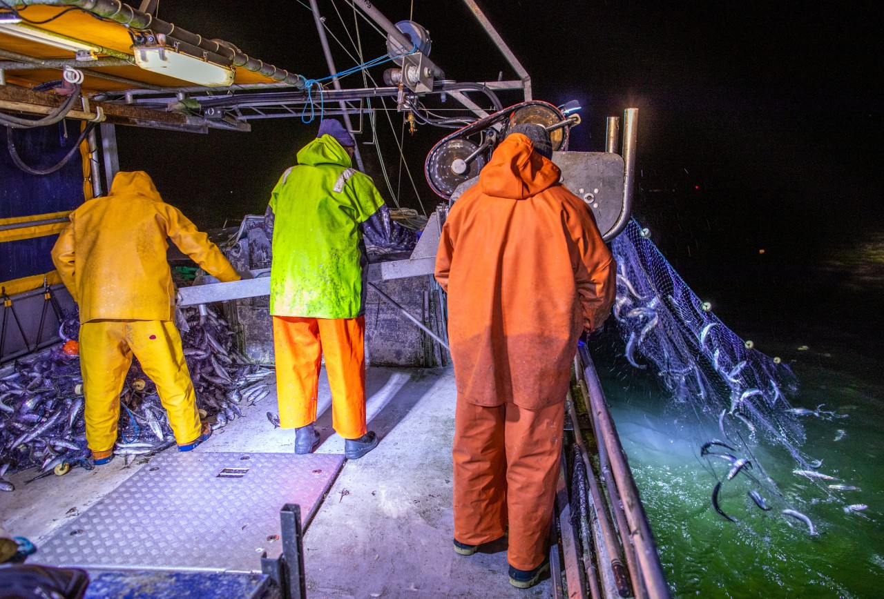 Fischer ziehen die Stellnetze mit Heringen. 