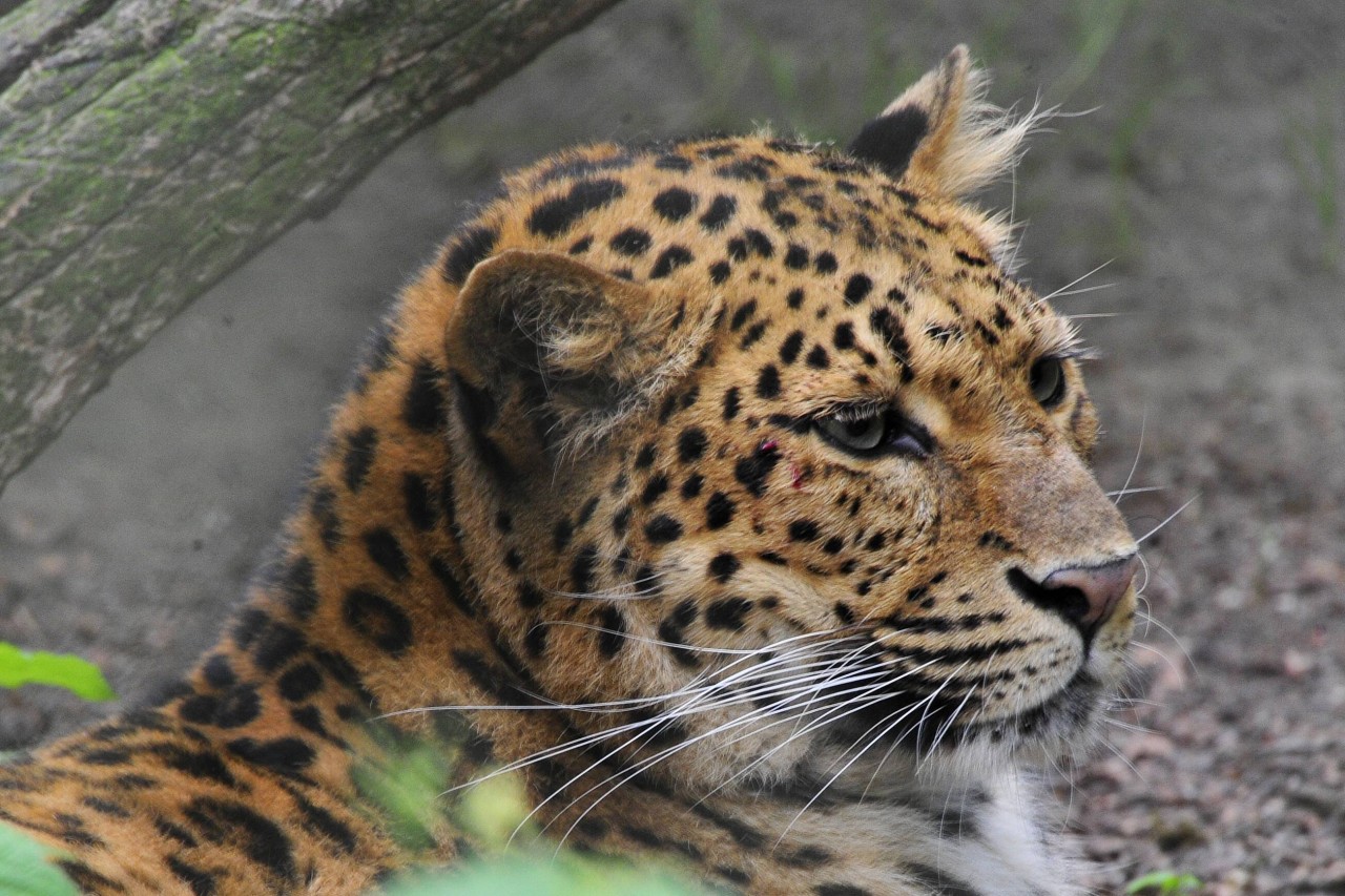 Hagenbeck: Einer der nordchinesischen Leoparden