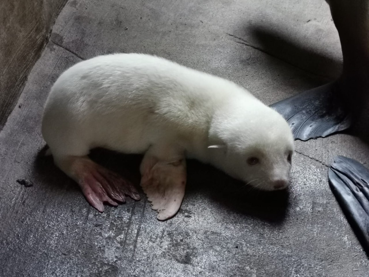 Der kleine Albinoseebär.