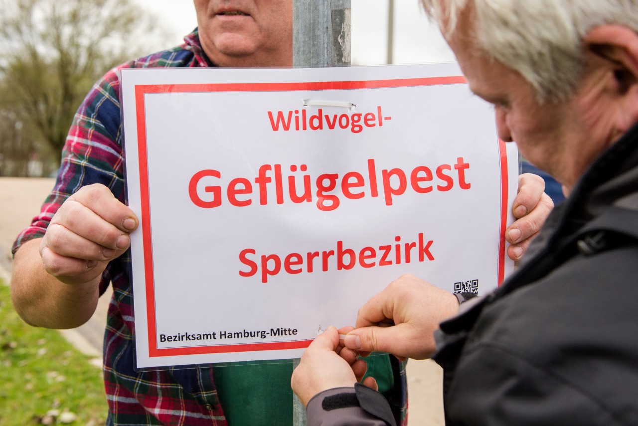 In Hamburg wurde erstmals diesen Herbst die Geflügelpest nachgewiesen (Archivbild). 