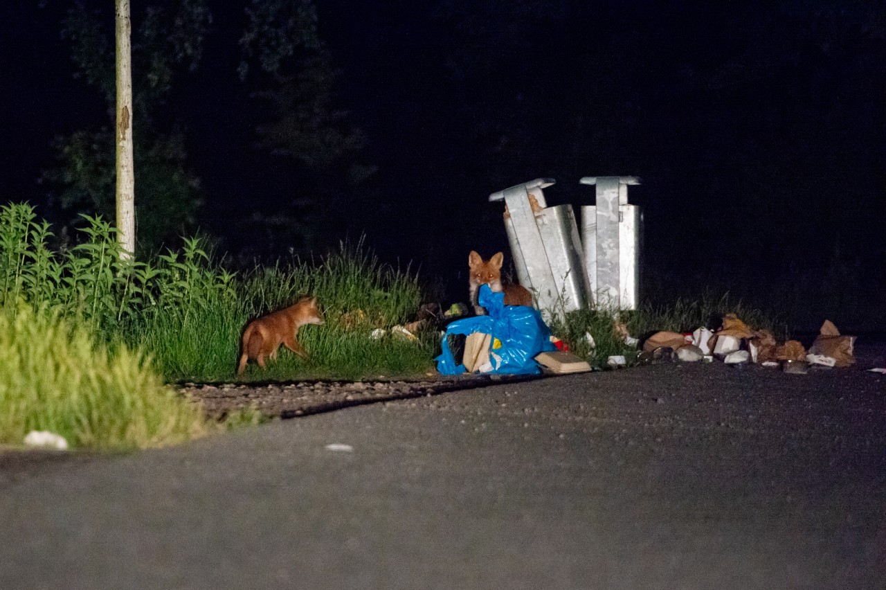 Beweisfoto: Ein Fuchs genehmigt sich eine Mahlzeit, der Nachwuchs schaut zu.