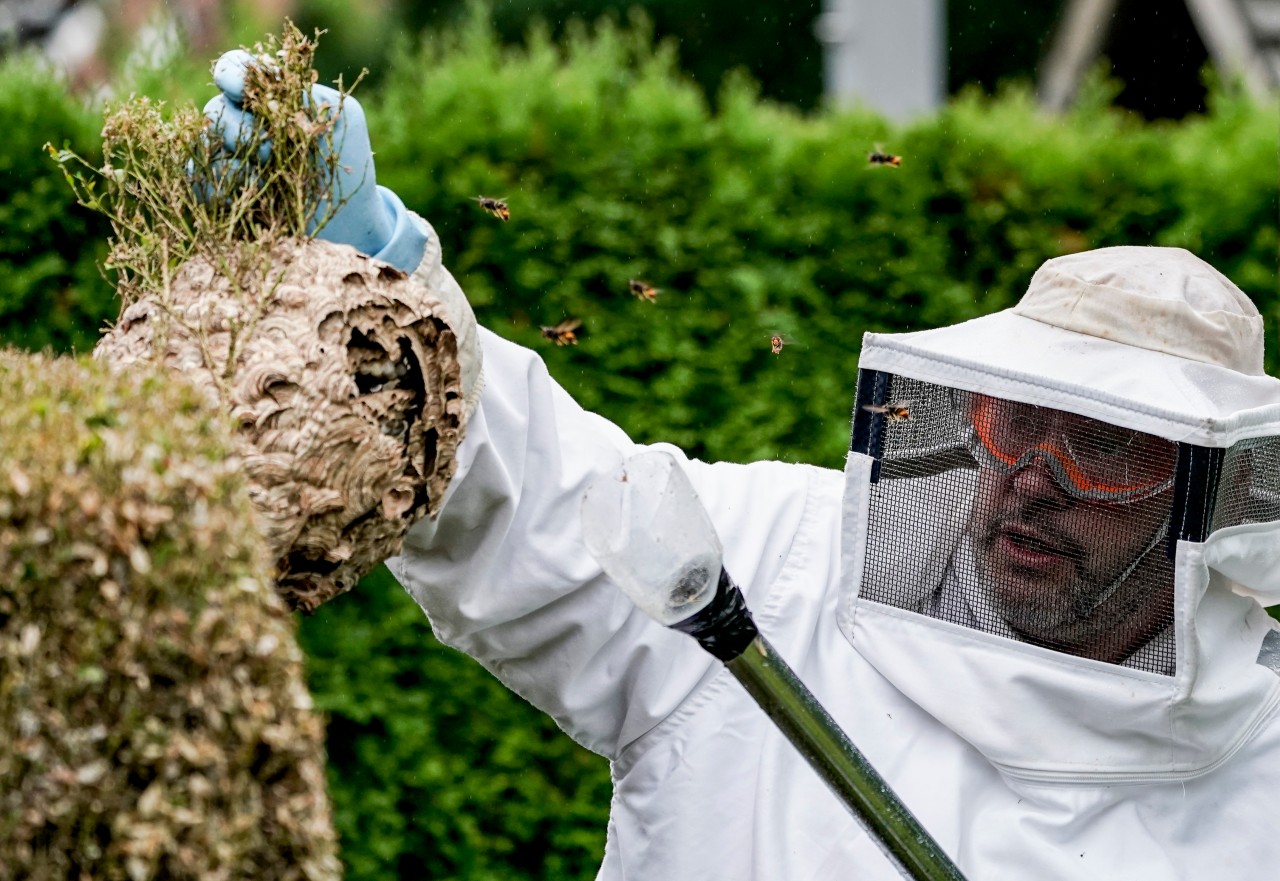 Ein Insektenkundler entfernt die Asiatischen Hornissen aus der Hecke in Farmsen-Berne. 
