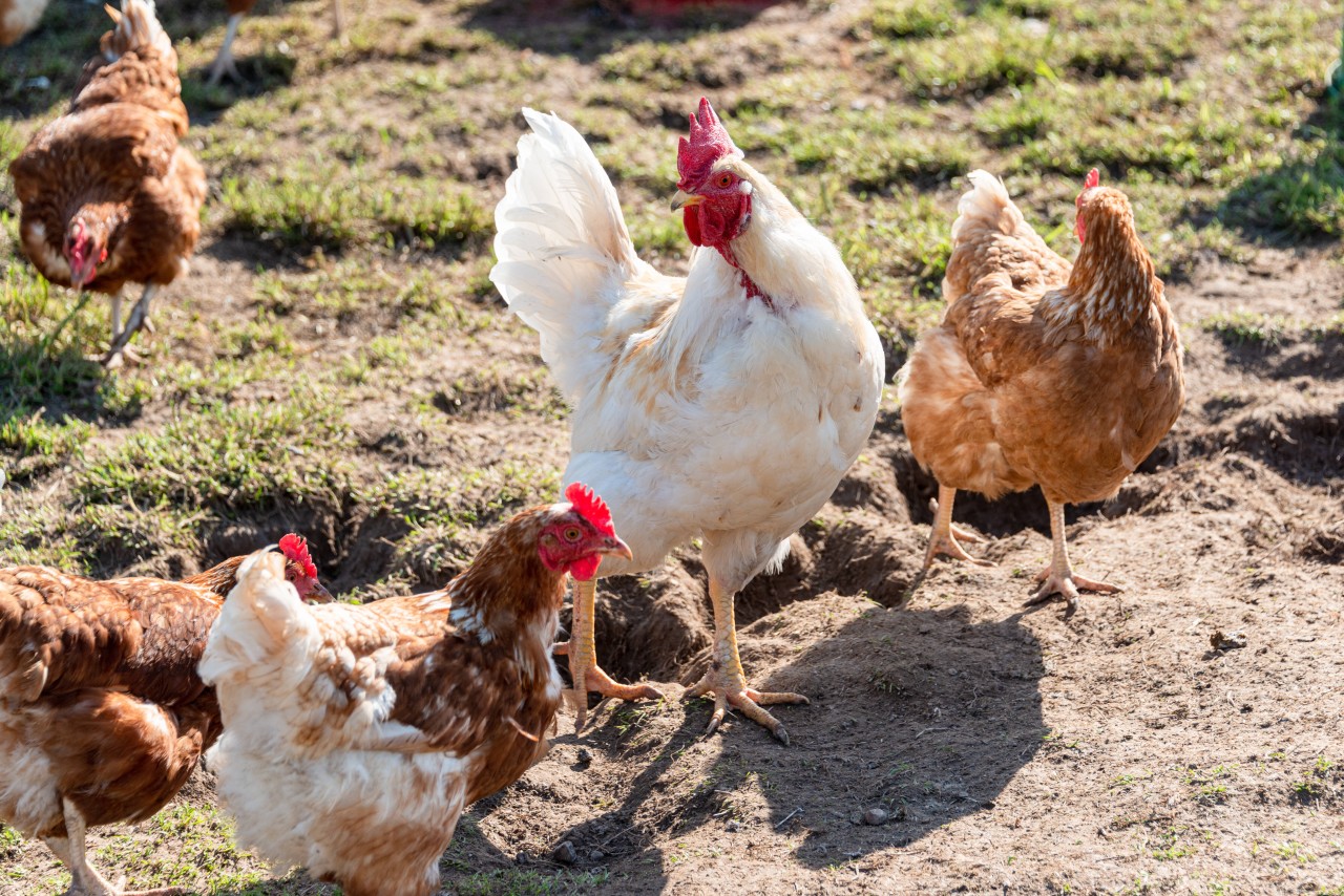 Unter anderem Hühner sind von der Stallpflicht betroffen.