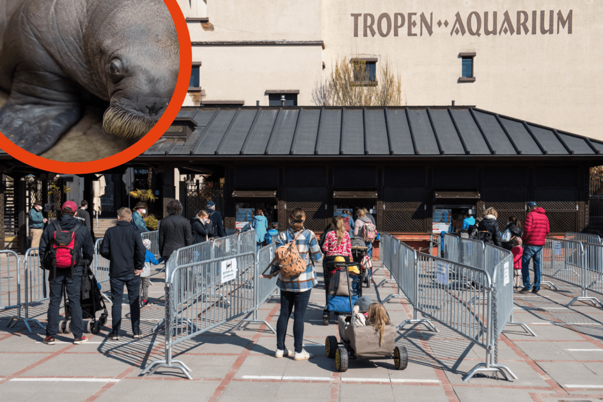 Hamburg Hagenbeck Walross Odin