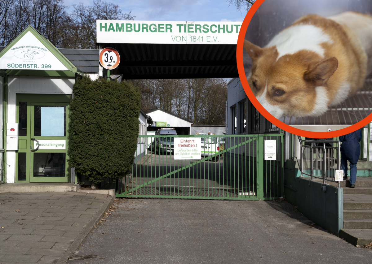 Hamburg Harburg Stadtpark Corgi Tierschutzverein HTV Hund Tierquälerei Vierbeiner
