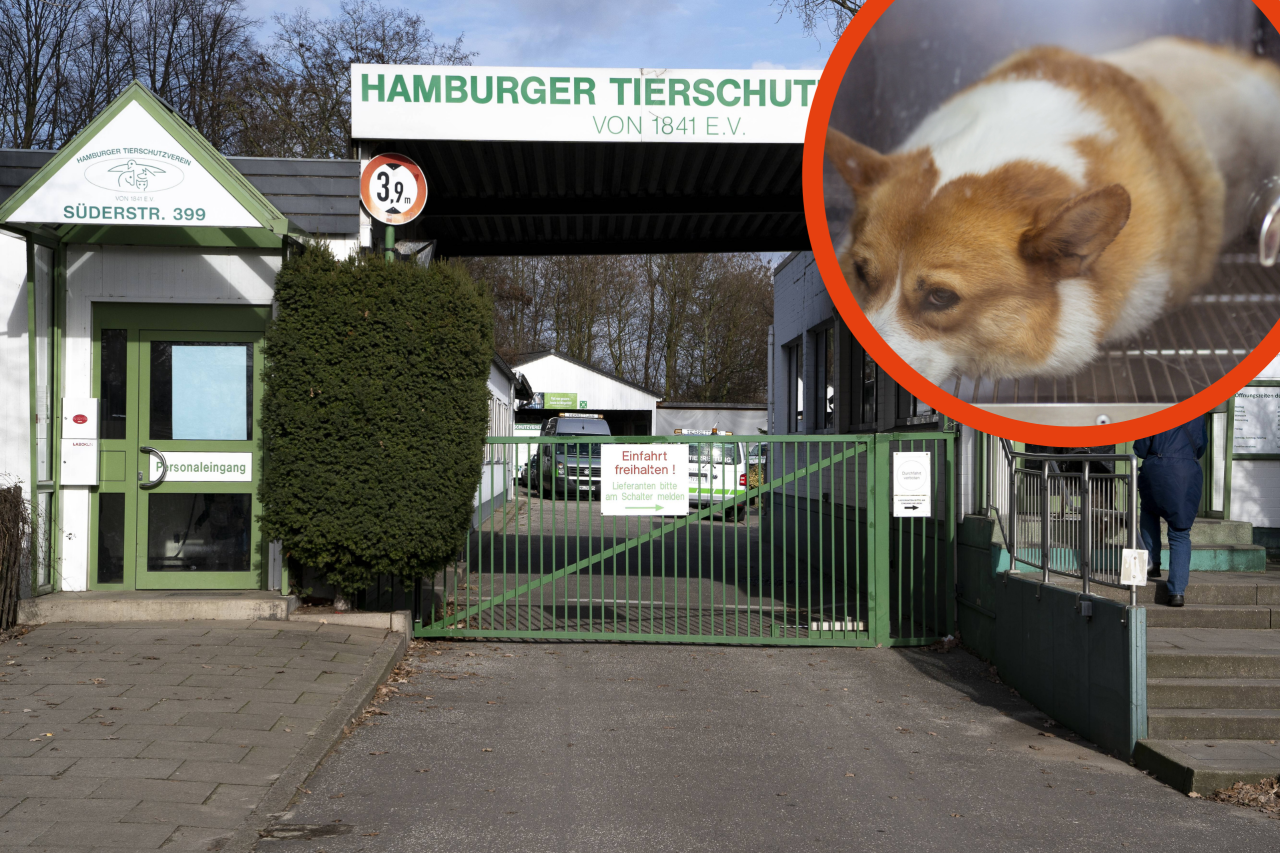 Der arme Hund ist im Tierheim in Hamburg untergekommen (Symbolbild).