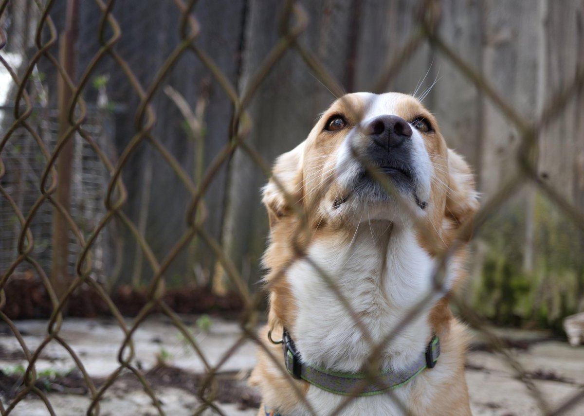 Hamburg Haustier Katze Hund Tierheim Corona Urlaub HTV Lockdown