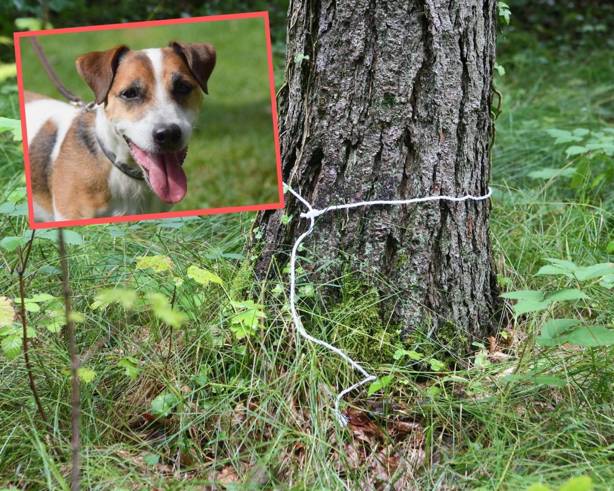 Hamburg Hund Baum Ausgesetzt.jpg