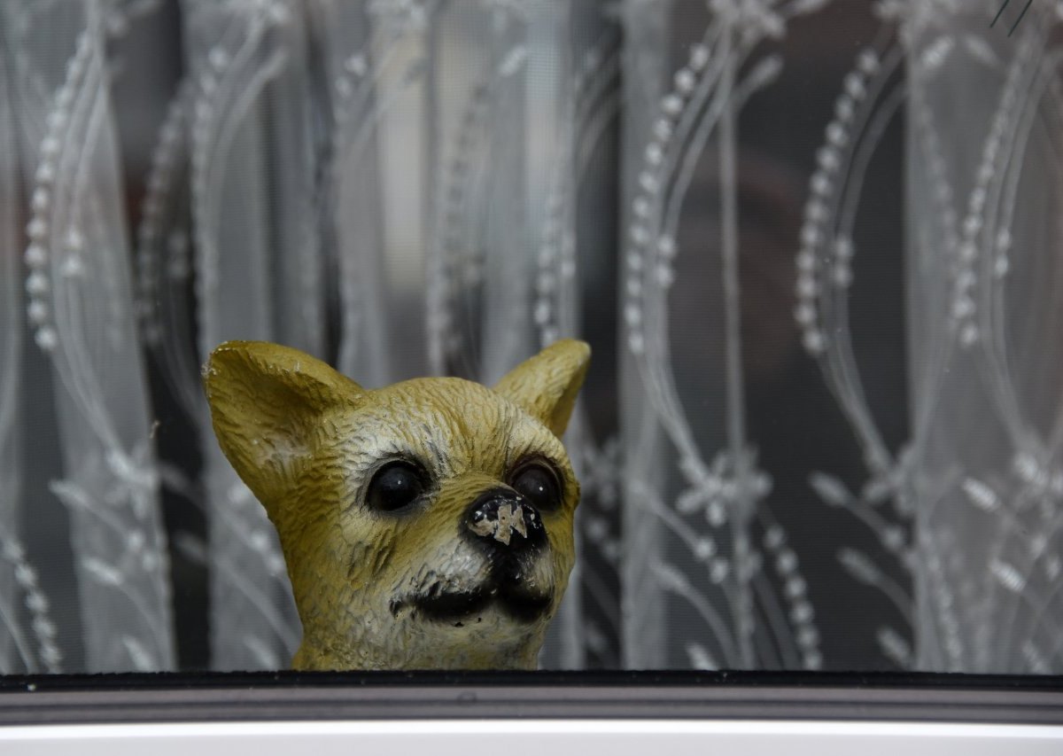 Hamburg Hund Fenster.jpg