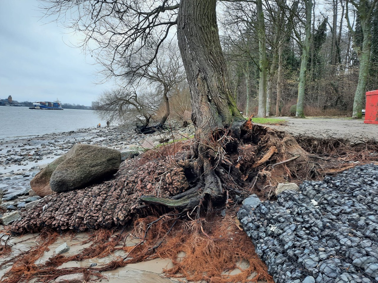 Ein entwurzelter Baum an der Elbe.