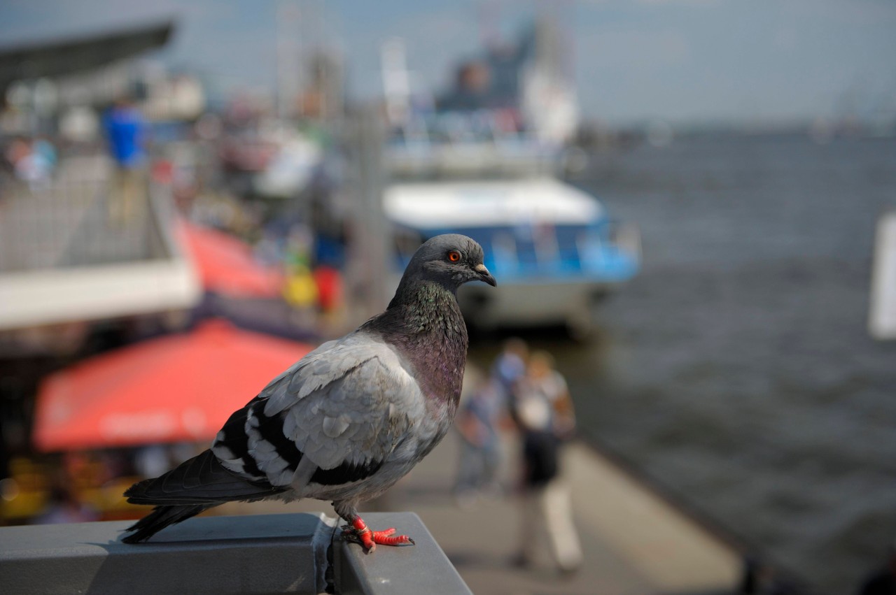 Wer in Hamburg Tauben füttert, kann mit bis zu 5.000 Euro bestraft werden.