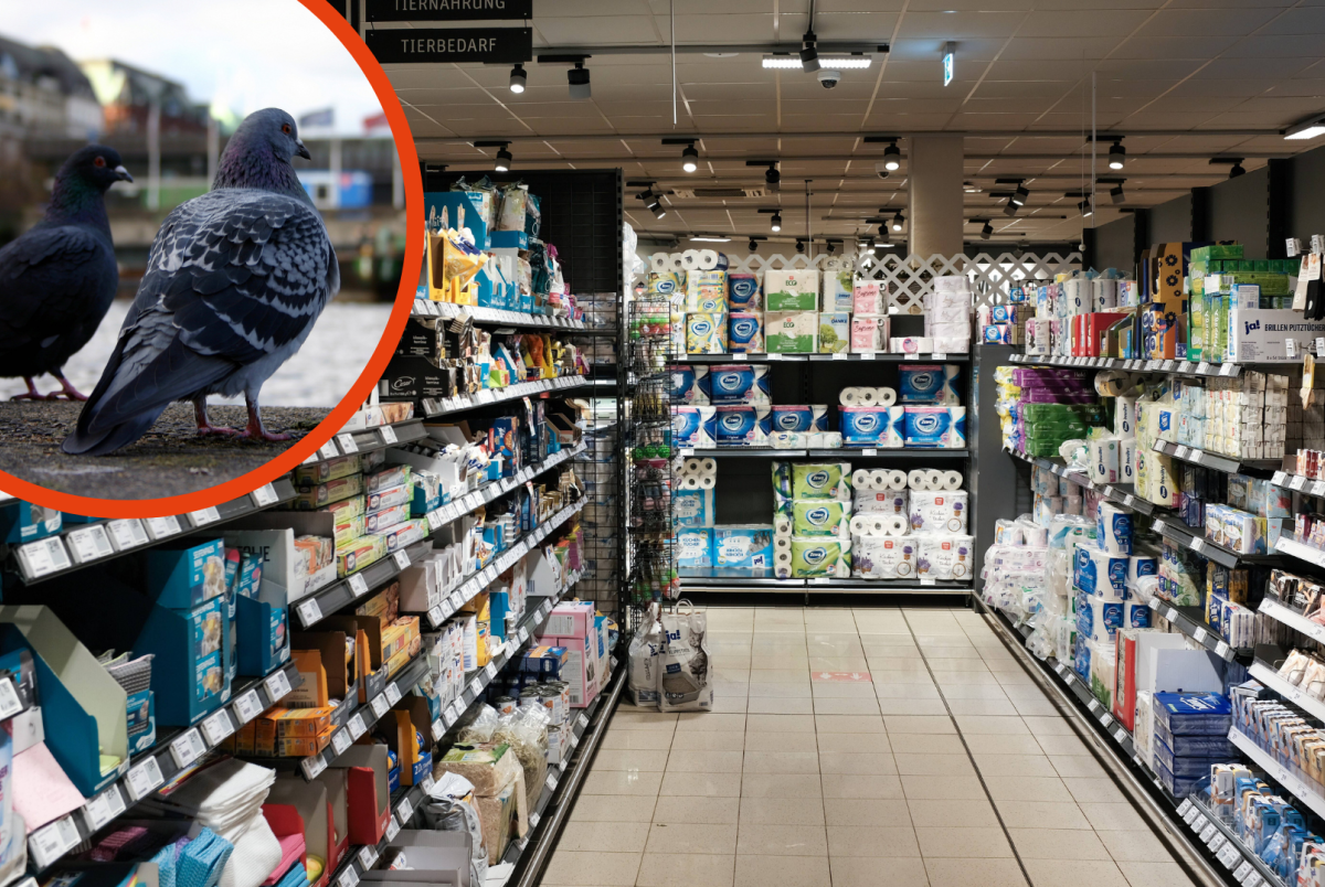 Hamburg Supermarkt Taube Fütterungsverbot Lockdown Twevle Monkeys Innenstadt