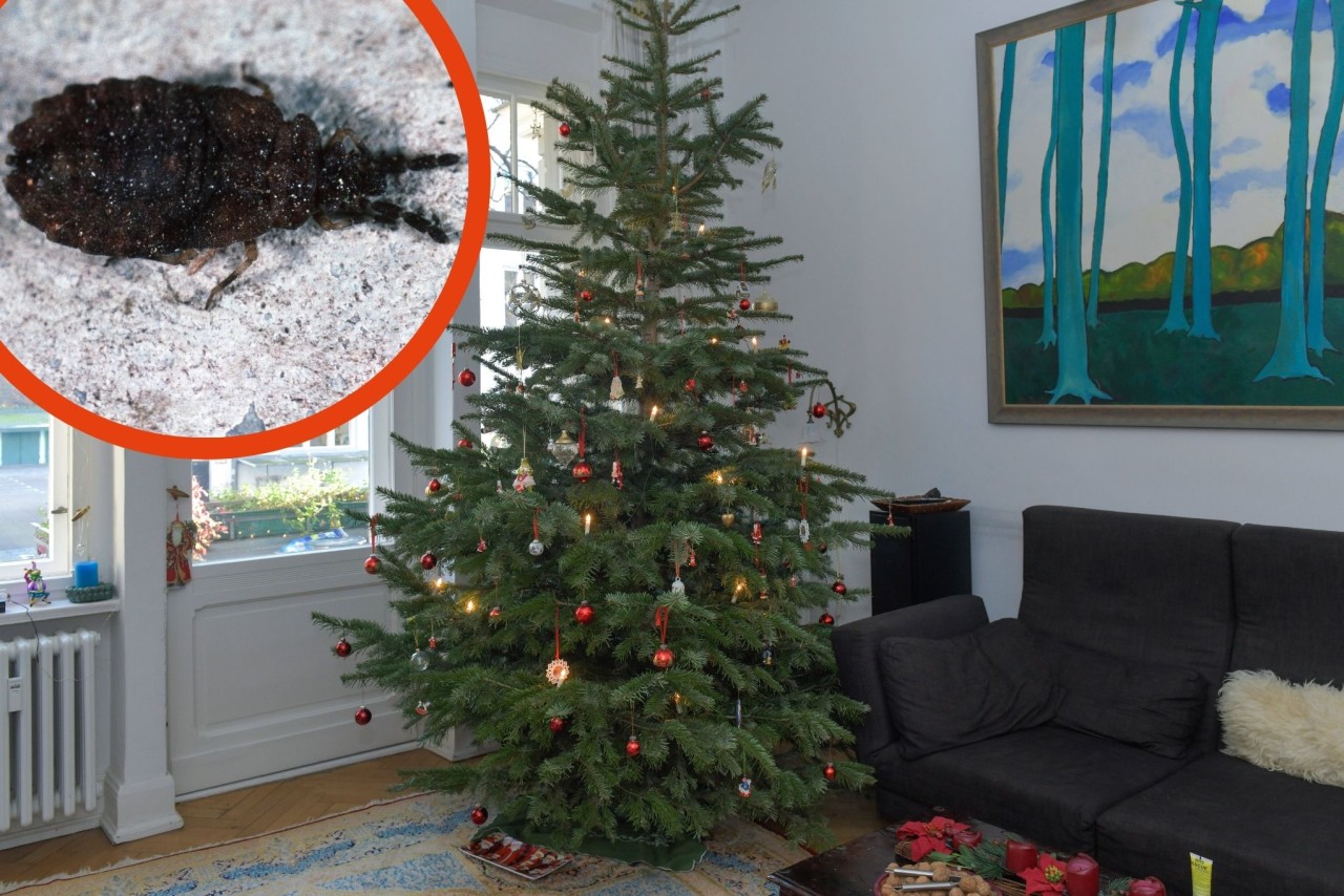 Eine Frau aus Hamburg machte eine gruselige Entdeckung in ihrem Tannenbaum!