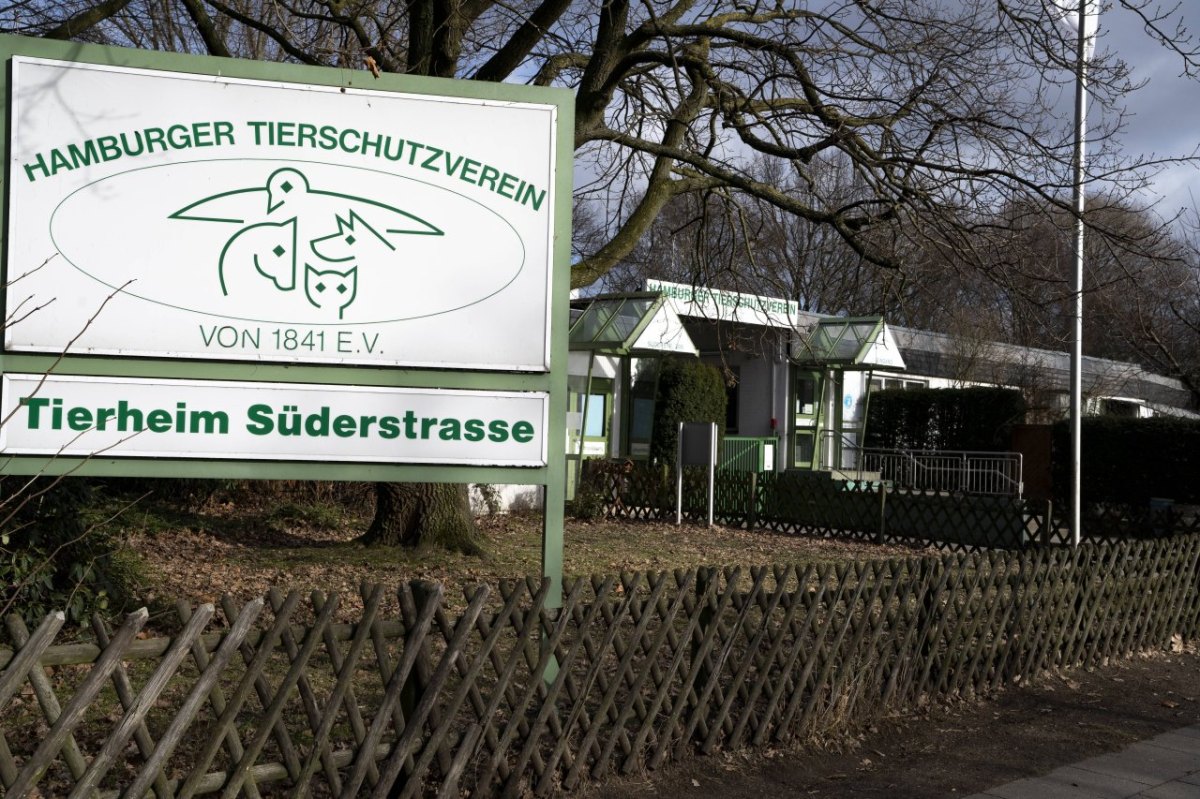 Hamburg Tierheim Appell Katzen Wohlers Park Süderstraße