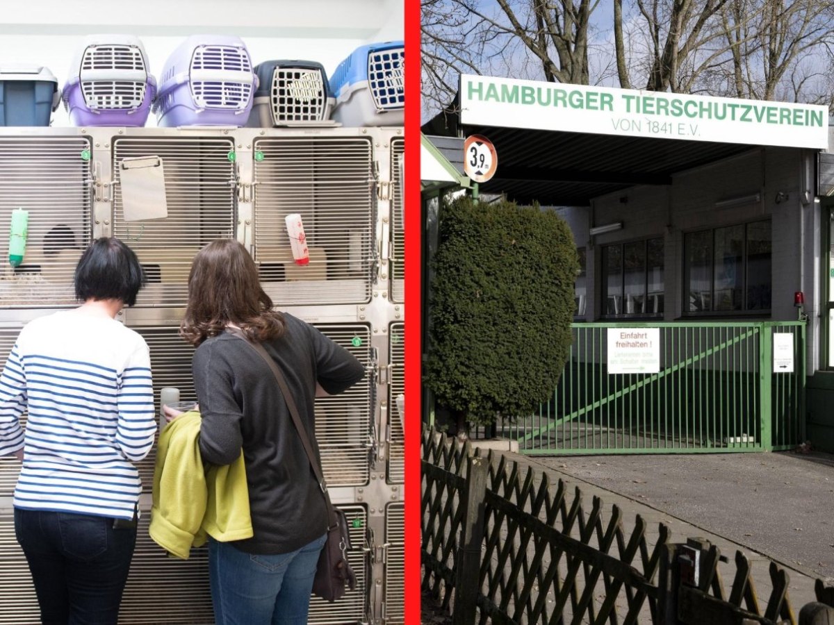 Hamburg Tierschutzverein.jpg