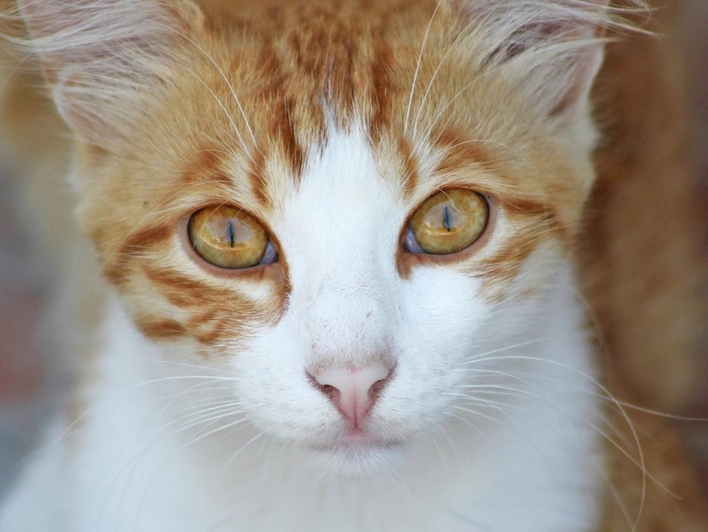 Eine Katzenschutzverordnung hilft nicht nur den Tieren auf der Straße, sondern auch den Katzen Zuhause.