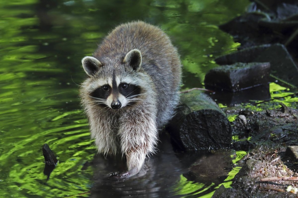 Hamburg Waschbär Tierheim.jpg