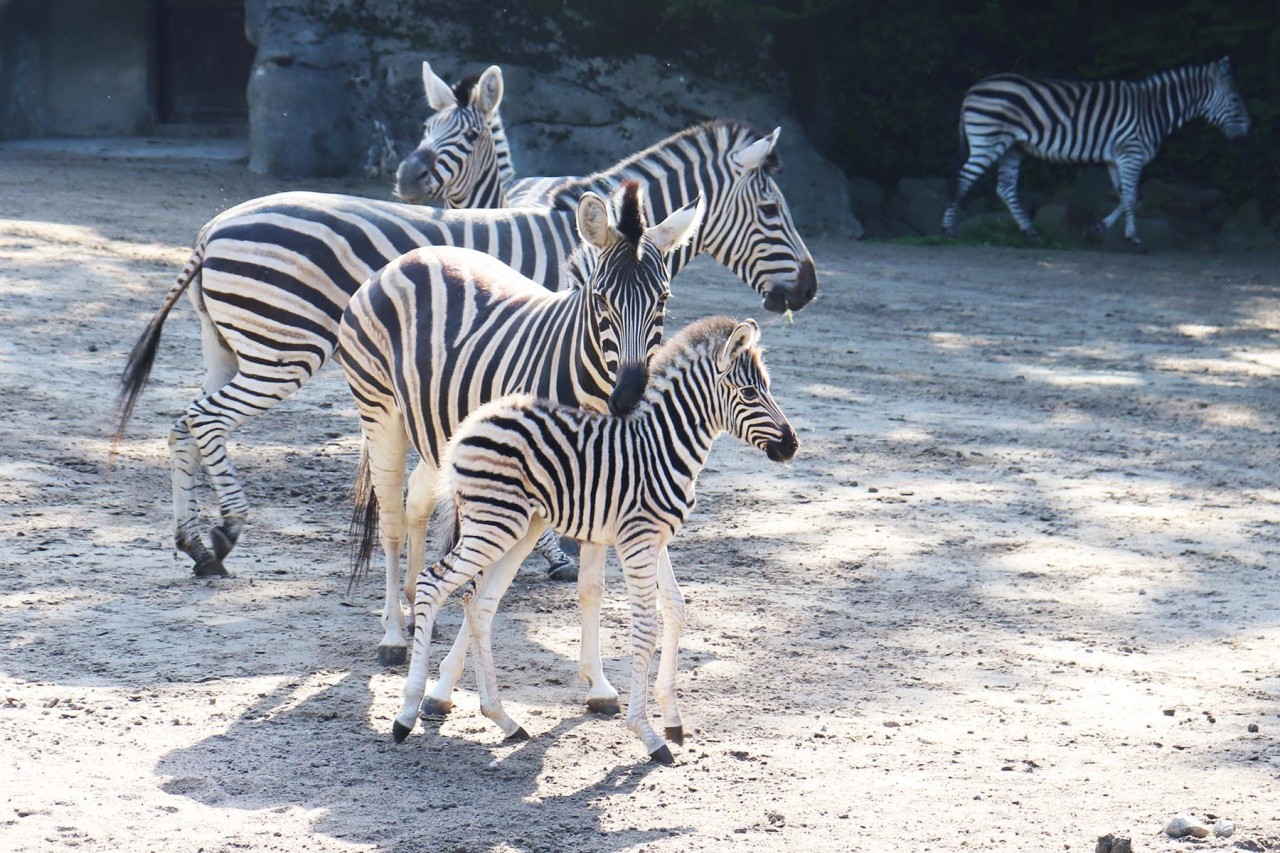 Ein erst wenige Tage altes Zebra ist im Tierpark Hagenbeck erstmals im Außengelände zu sehen. 