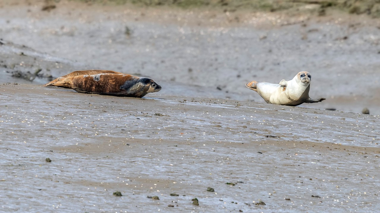 Heuler am Nordsee-Strand