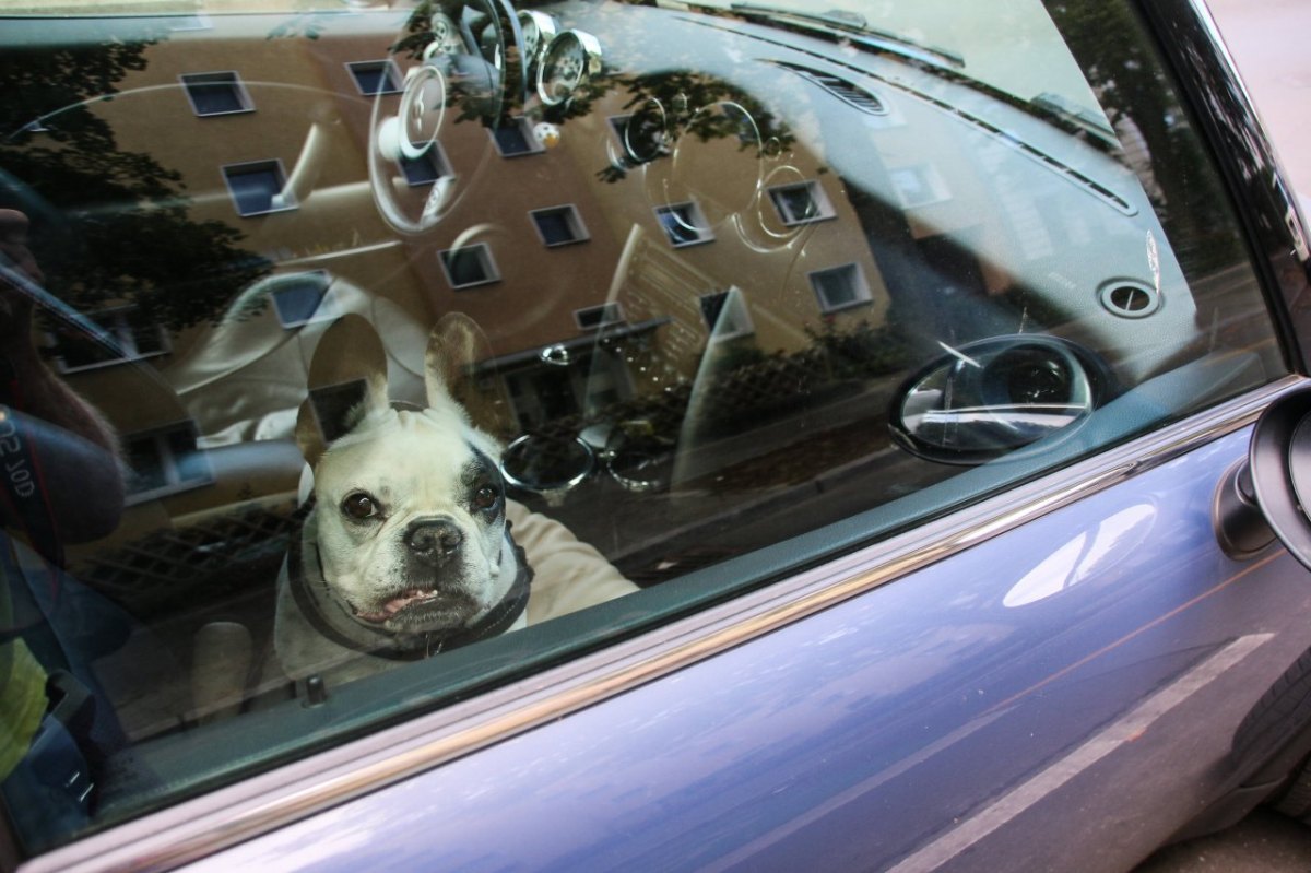 Hund Hamburg Auto.jpg