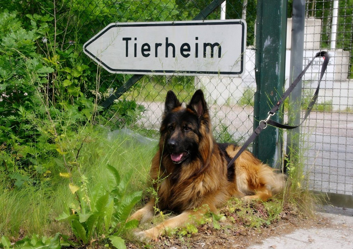 Hund Hamburg Tierheim.jpg