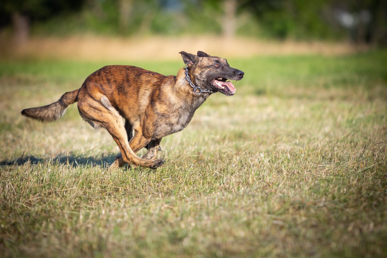 Gleich mehrfach wurde der Junge von einem Hund angegriffen (Symbolbild). 