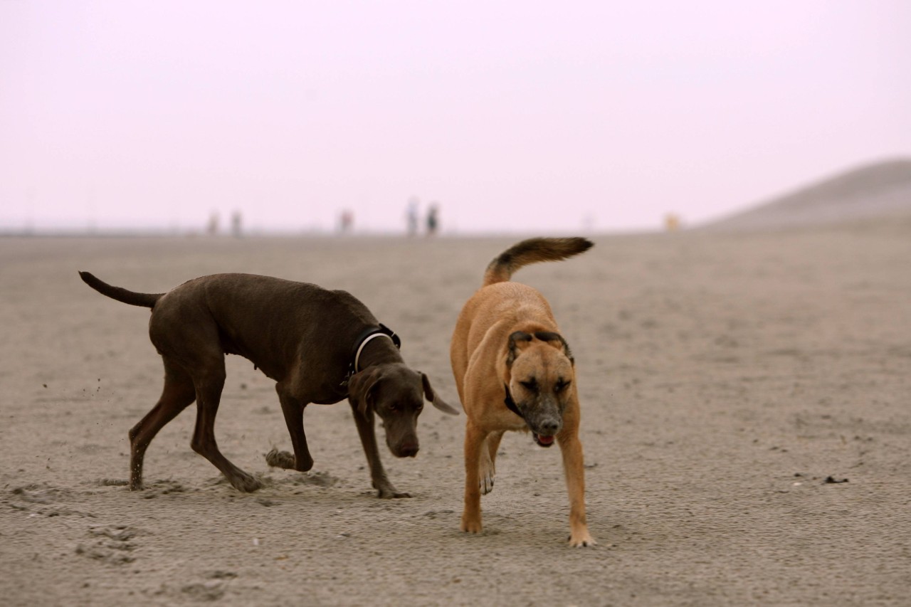 Hunde spielen am Strand von Norderney