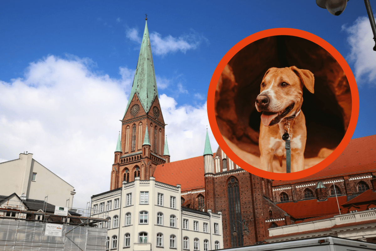 Hund Schwerin Dom.png