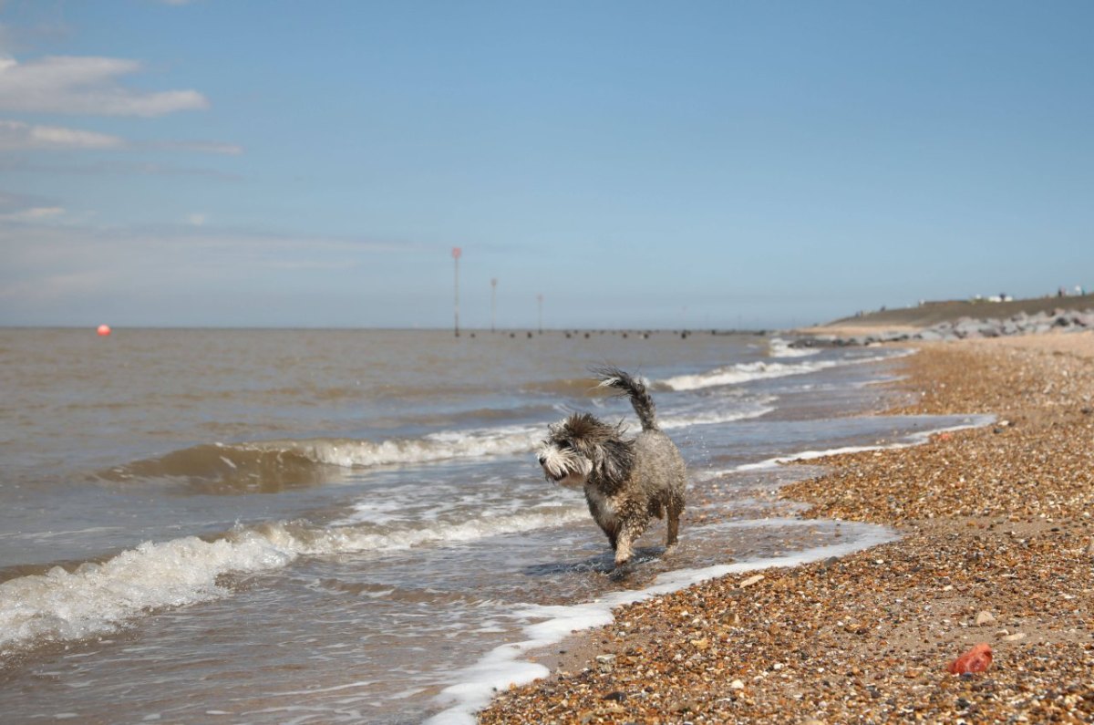 Hund Sylt.jpg