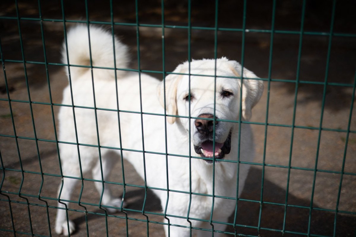 Hund in Hamburg Ebay Hamburger Tierschutzverein HTV Welpenhandel Polizei