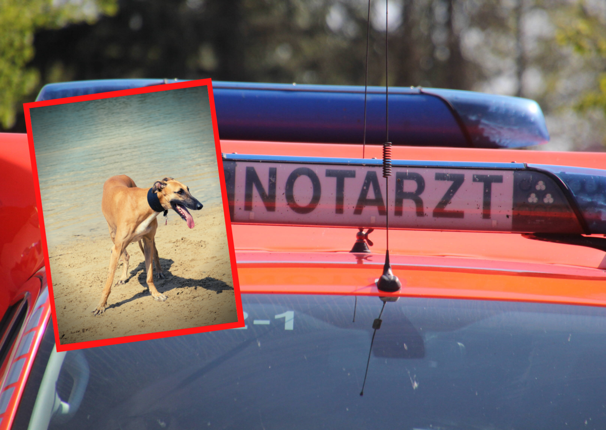 Hund in Hamburg Tier Notruf Notarzt.png