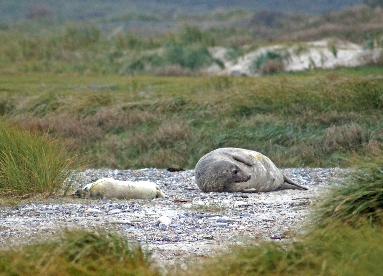 Ein erst wenige Tage altes Robbenbaby auf Helgoland. 