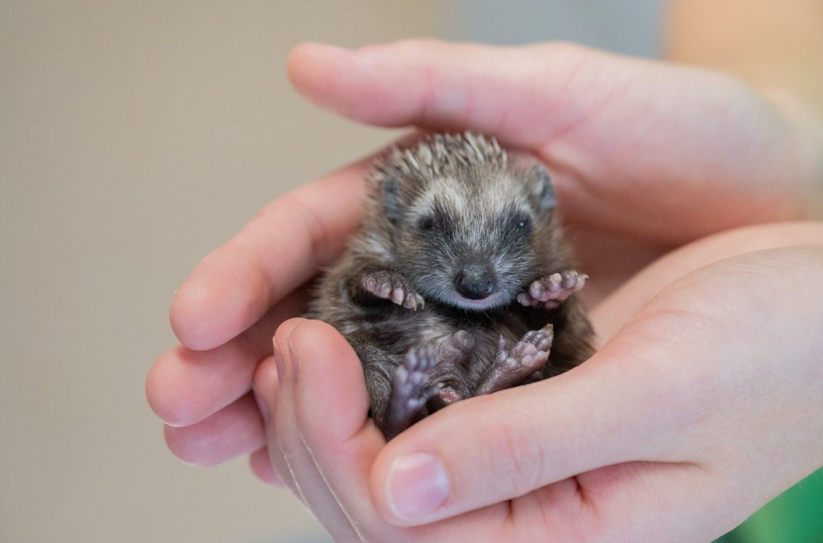 Kiel Igel Tiere Cuxhaven Winterschlaf Not WWF Tierarzt Facebook