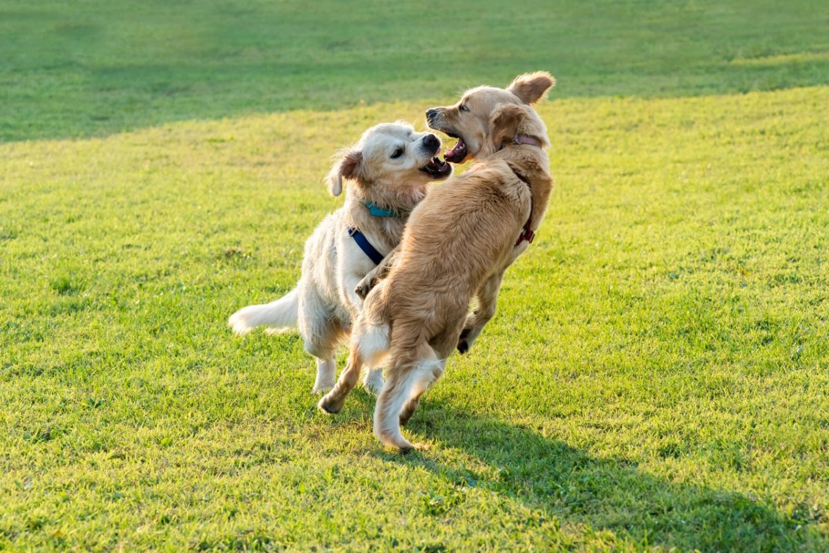 Lübeck Hunde.jpg