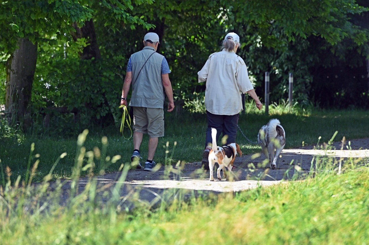 In Lübeck trafen zwei Hundebesitzer aufeinander – dann flogen die Fetzen (Symbolbild)