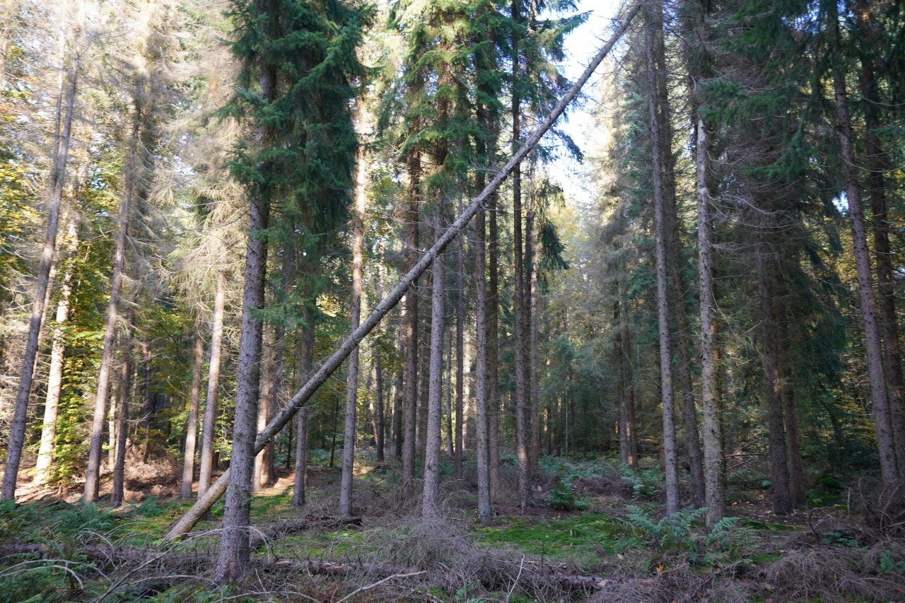 Im Streit um den Stadtwald ist keine Einigung in Sicht.