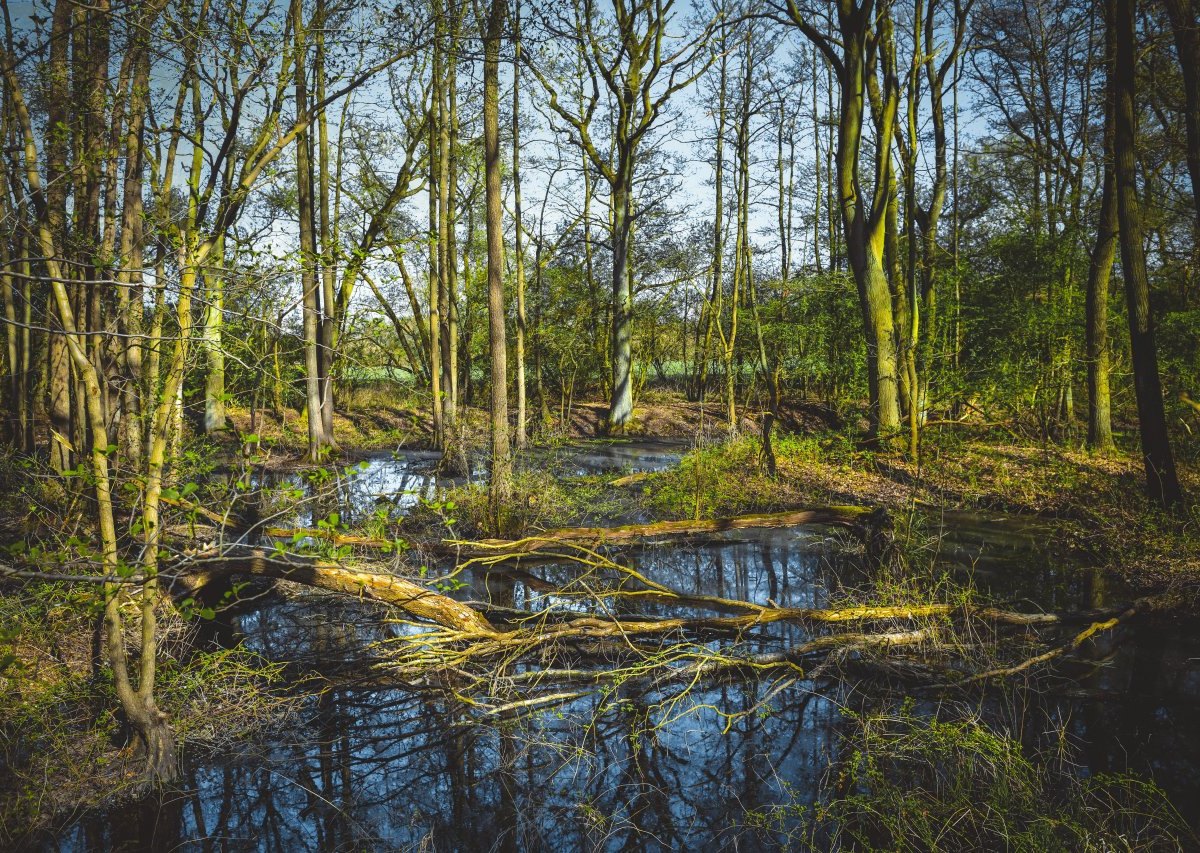 Moor Hamburg Bäume Sumpf.jpg