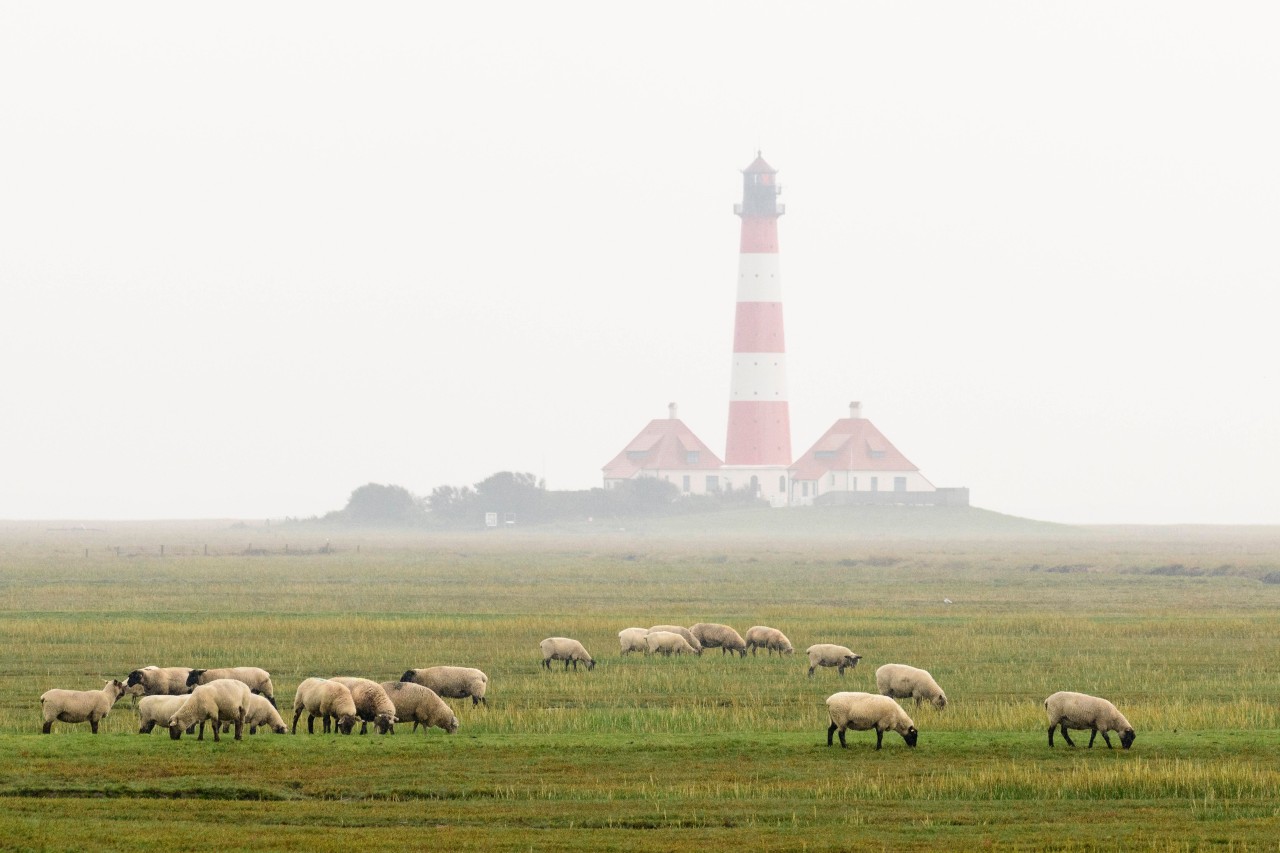 Nebel zieht auf am Leuchtturm von Westerhever. 