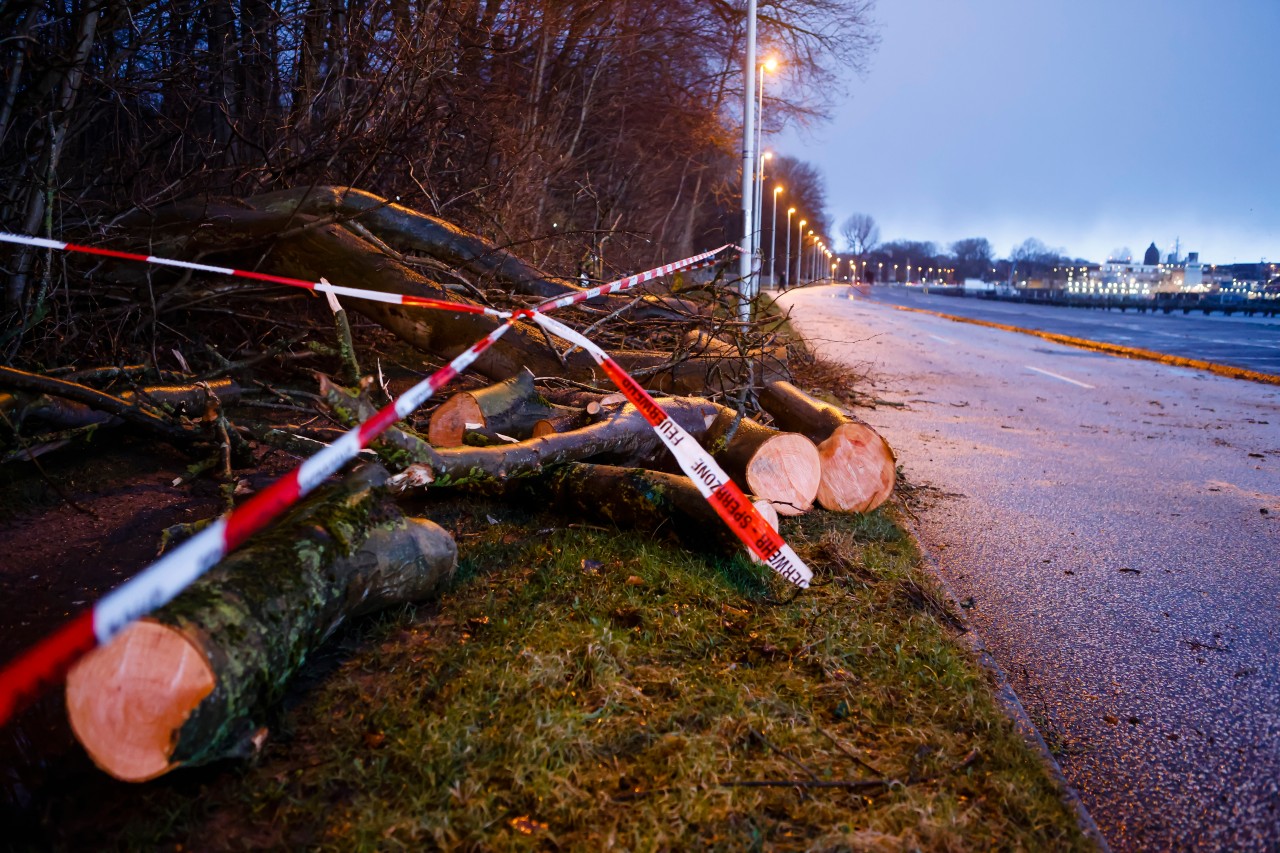 In den letzten Tagen fielen zahlreiche Bäume den Orkantiefs im Norden Deutschlands zum Opfer – und die Gefahr ist noch nicht gebannt.