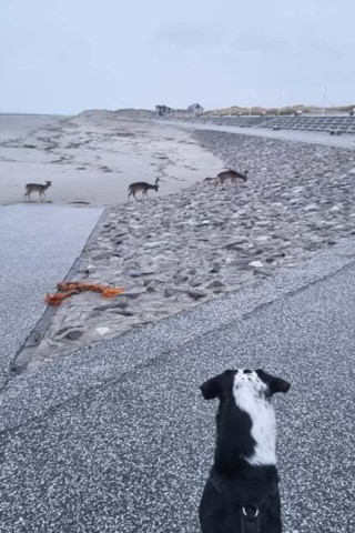 Norderney: Wieder mal ein guter Beweis, weshalb Hunde am Strand angeleint werden sollten.