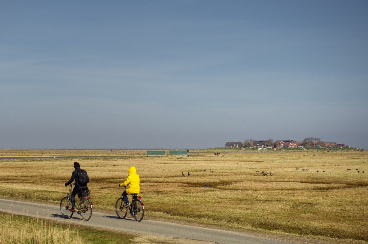 Nordsee: Tagestouristen fahren bei warmen Temperaturen und Sonne über Hallig Hooge mit dem Fahrrad spazieren. 